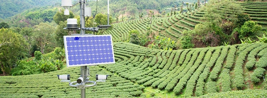 Solar for Tea Gardens